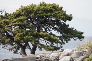 Japanese-Black-Pine-Pinus-thunbergii