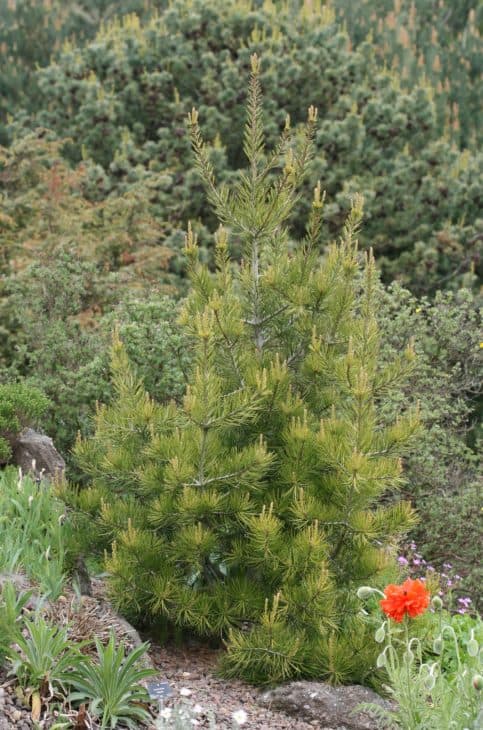 Lacebark Pine Pinus Bungeana