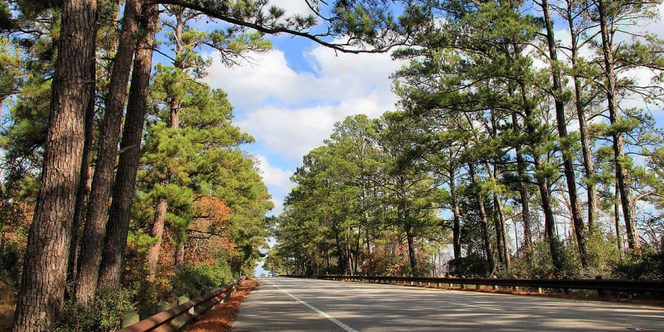 Lost Pines Forest along State Highway 21 in Bastrop County Texas