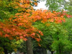Maple tree changing its colors in Saint Cloud Minnesota