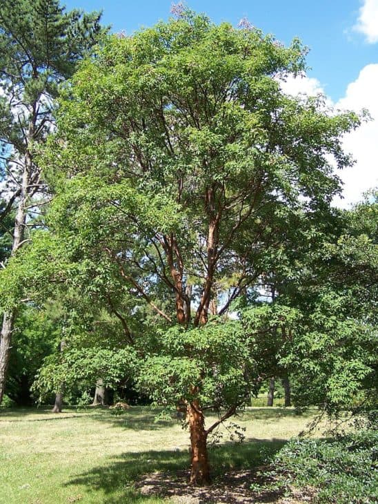 Paperbark Maple Tree Acer griseum
