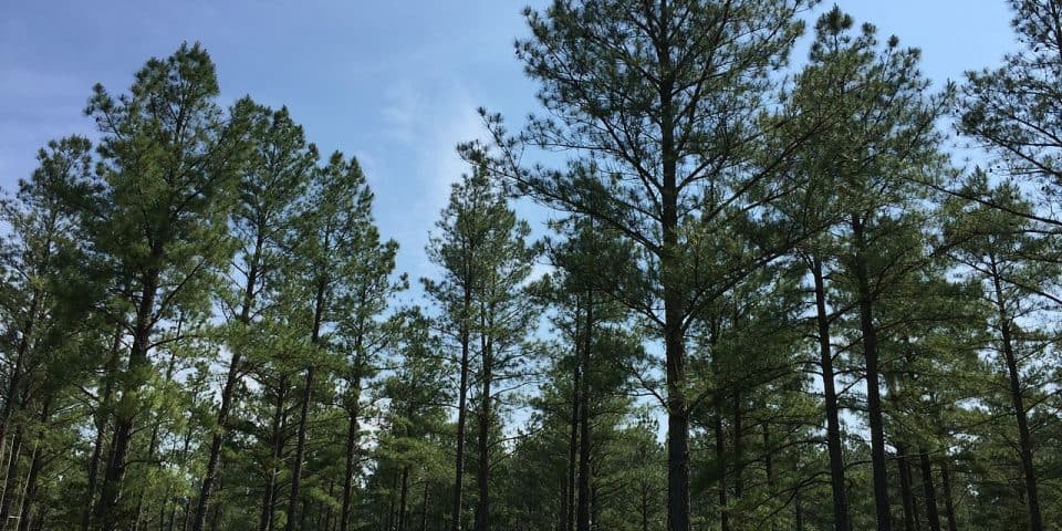Pine forest in Virginia State