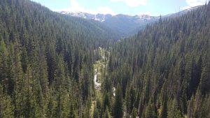 Pine tree landscapes in the Idaho Panhandle