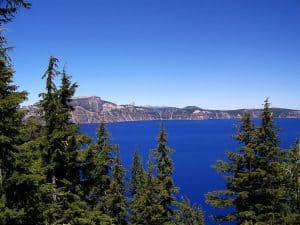 Pine trees at Crater lake in Oregon
