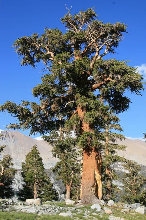 Pinus Balfouriana Austrina in Sierra Nevada