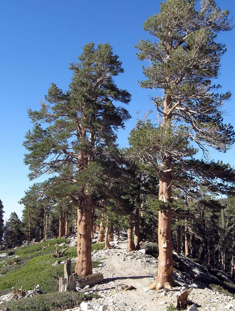 Pinus Contorta Ssp. Murrayana