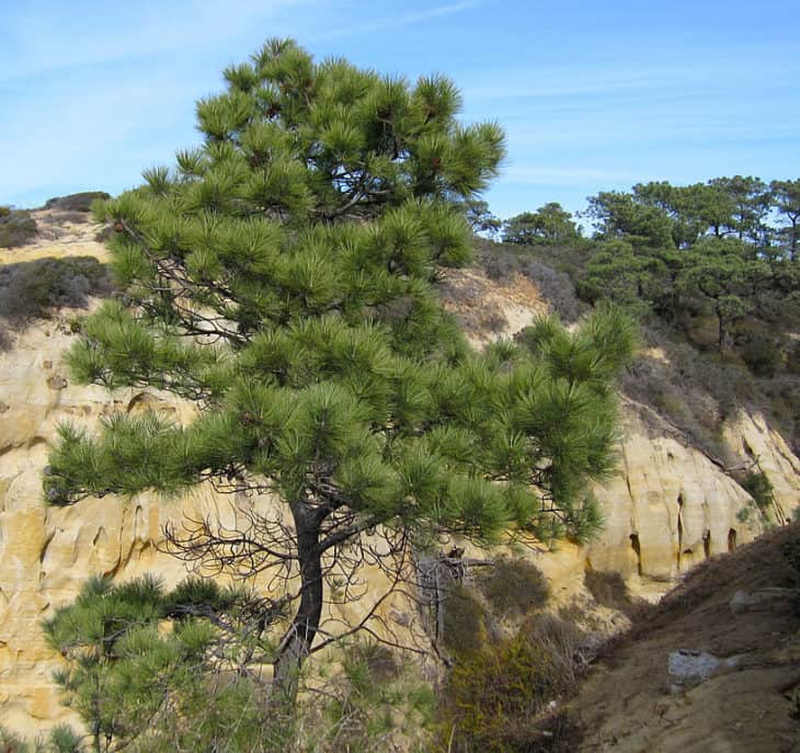 Pinus Torreyana