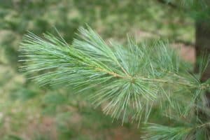 Pinus strobus Eastern White Pine