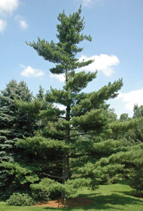 Pinus strobus Eastern White Pine in Dawes Arboretum