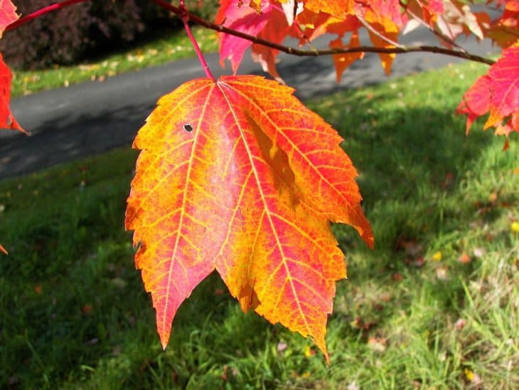 Red Maple Acer Rubrum Leaf