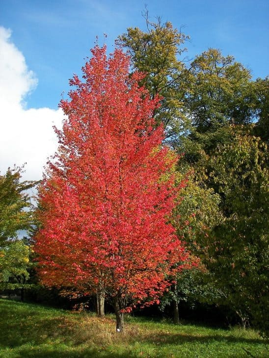 Red Maple Acer rubrum