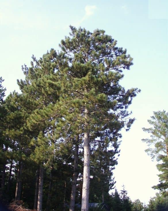 Red-Pine-Pinus-Resinosa