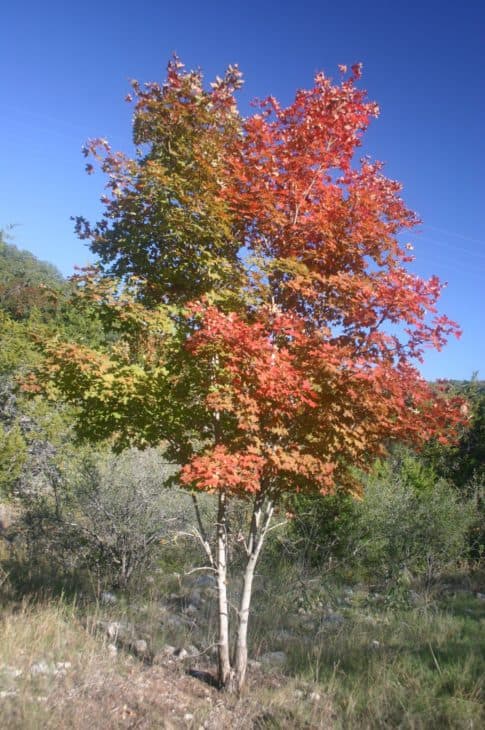 Rocky Mountain Maple (acer glabrum)