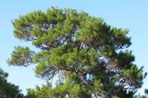 Sand Pine (Pinus Clausa)