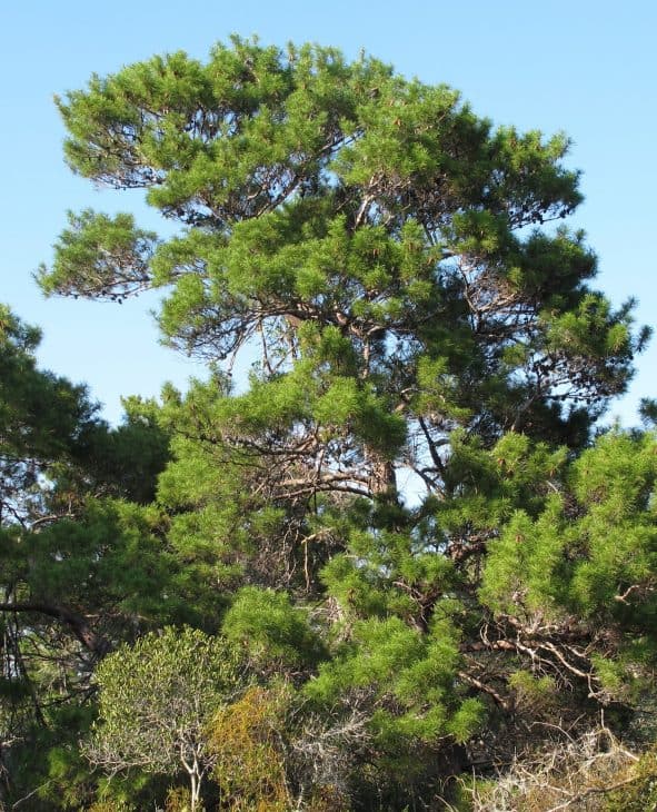 Sand Pine Pinus Clausa