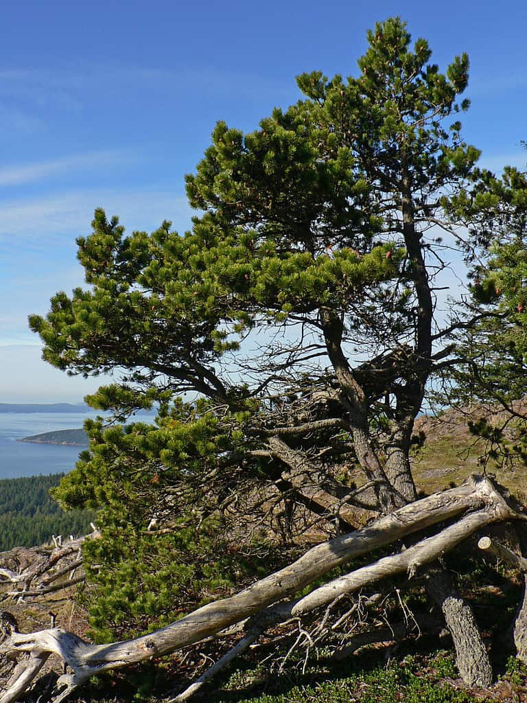 Shore Pine Lodgepole Pine Pinus Contorta