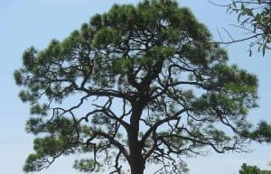 Slash Pine Pinus elliottii Engelm 1