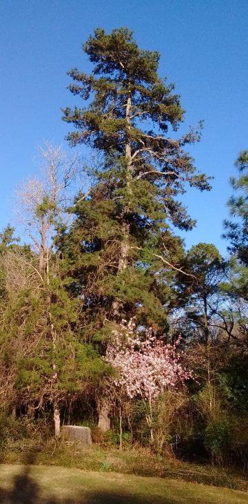 Spruce Pine Pinus glabra Walter