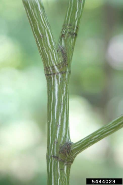 Striped Maple acer pensylvanicum stem