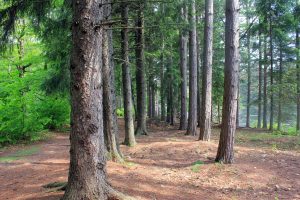 Tree corridor at Promised Land State Park Pennsylvania