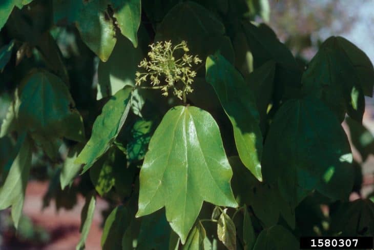 Trident Maple acer buergerianum leaves