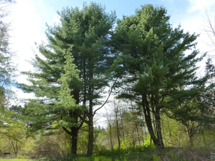 Two Eastern White Pine Pinus Strobus