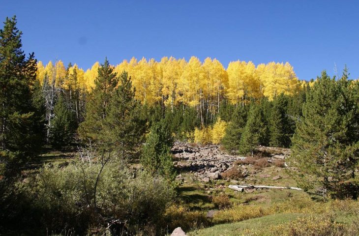 2 Main Types of Pine Trees in Utah - ProGardenTips