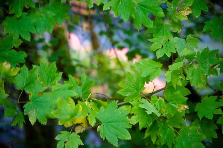 Vine Maple Acer Circinatum in Mt Hood Oregon