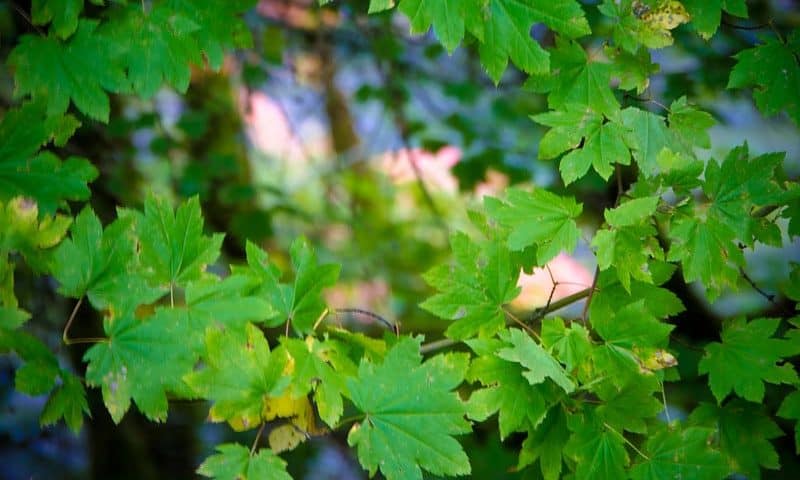 Vine Maple Acer Circinatum in Mt Hood Oregon
