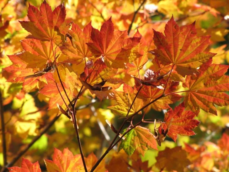 Vine Maple Acer Circinatum in Willamette National Forest Oregon