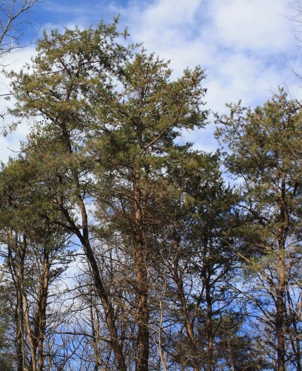 Virginia pine Pinus virginiana