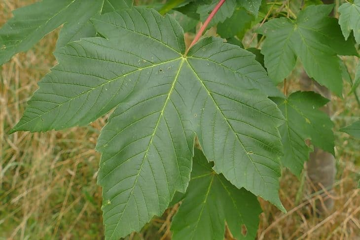 mountain maple leaf (acer glabrum)