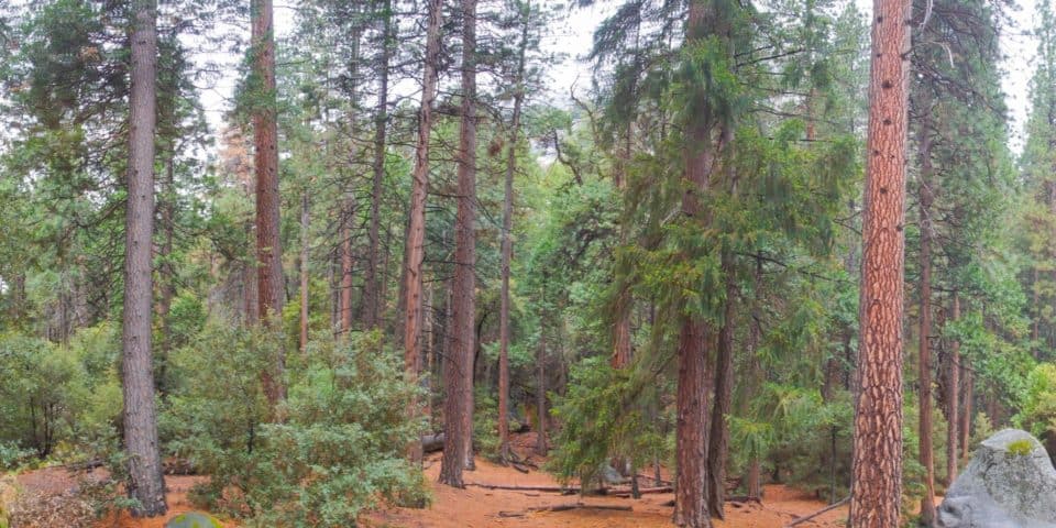 panorama of california woods