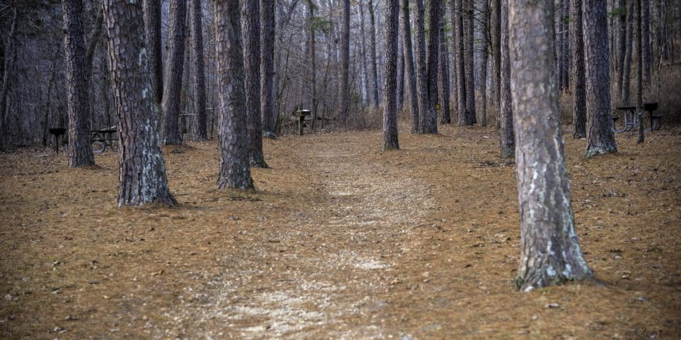 path into the pine trees at hawn state park missouri