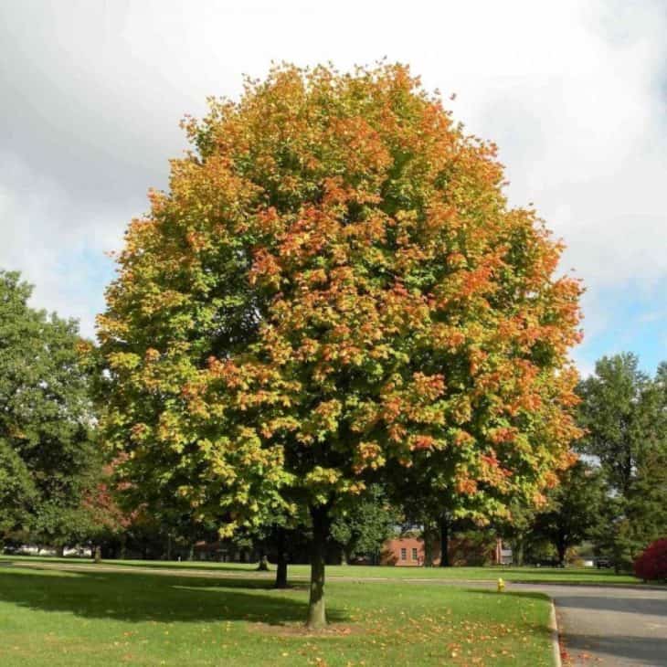 shantung maple acer truncatum autumn