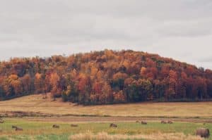 Autumn colors in Kingston Ohio