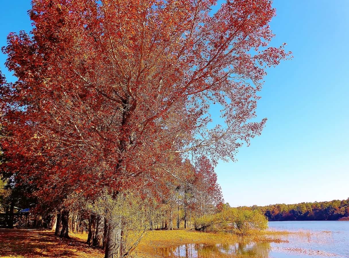 5 Common Types of Maple Trees in Florida ProGardenTips