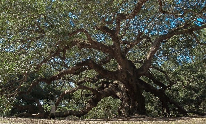 Angel Oak outside of Charleston South Carolina