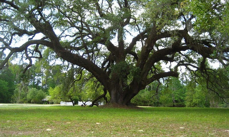 Large Oak at Orton Plantation Oak Island North Carolina