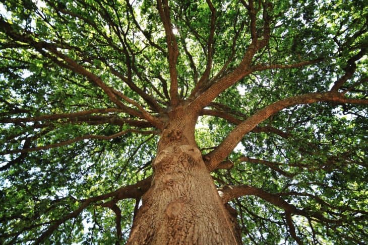 Oak Tree Quercus