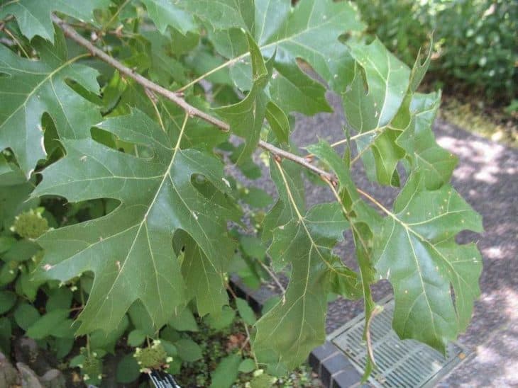 Quercus Acerifolia