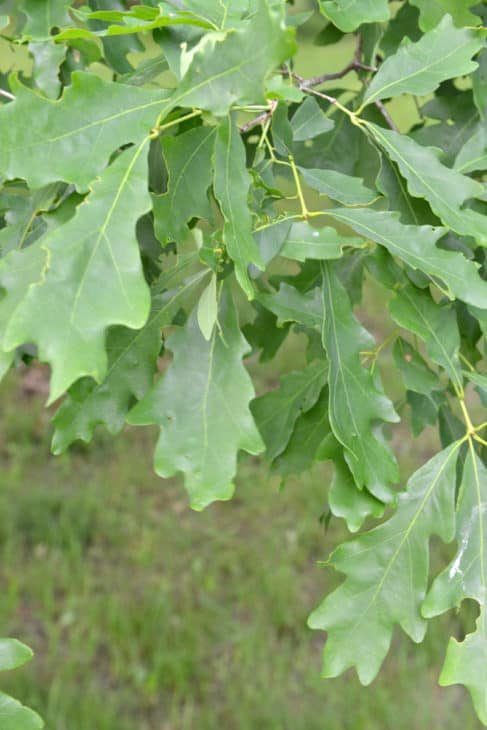 Quercus Alba