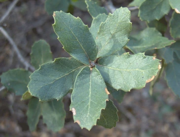 Quercus Arizonica