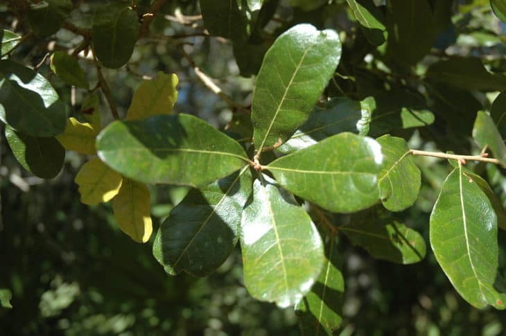 Quercus Chapmanii