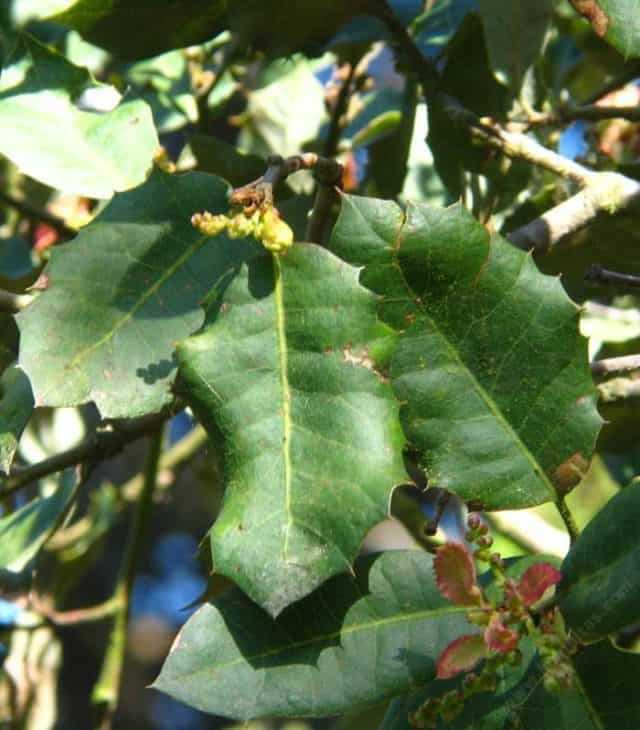 Quercus Dunnii