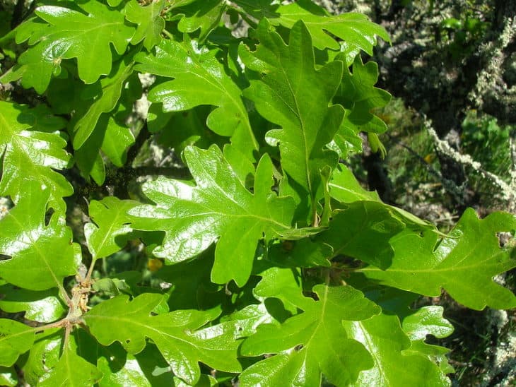 Quercus Garryana