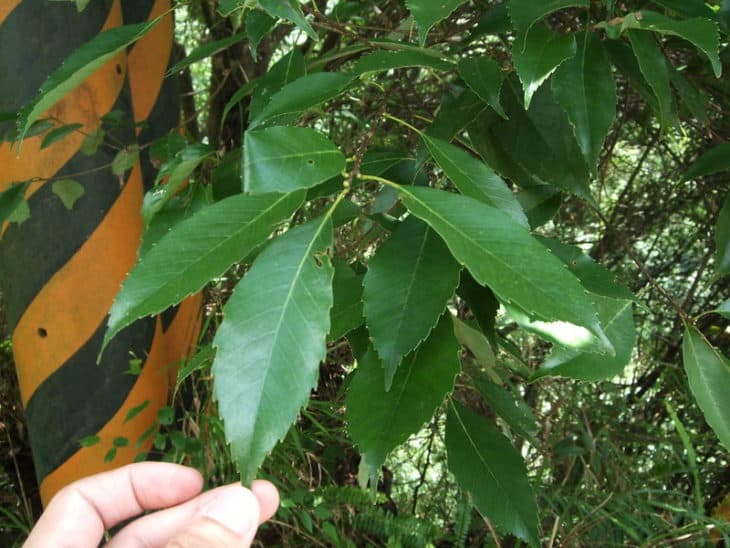 Quercus Glauca