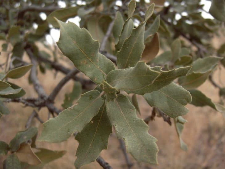 Quercus Grisea