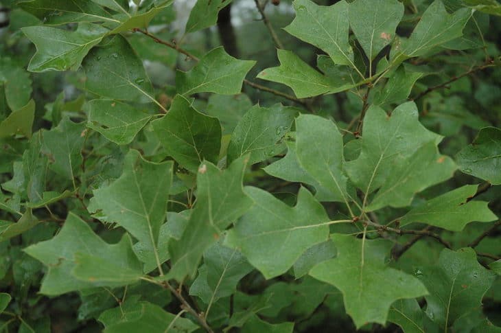 Quercus Ilicifolia