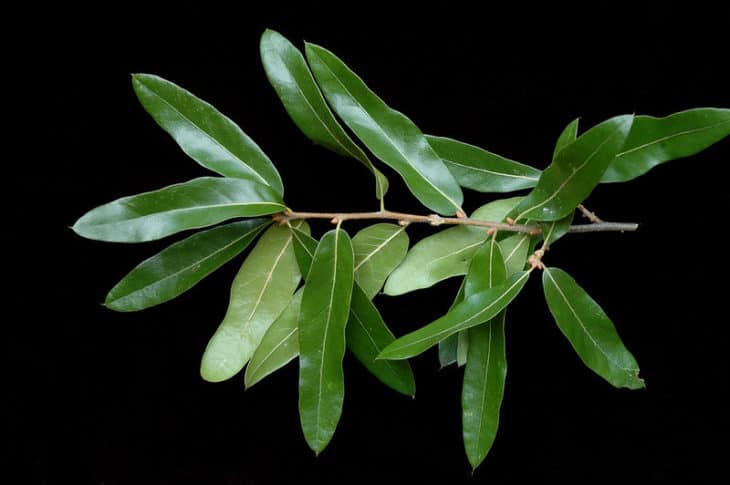 Quercus Imbricaria